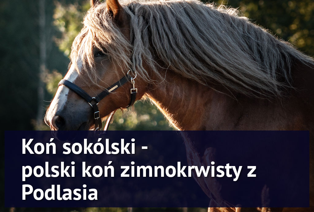 kon_sokolski_z_podlasia kon_sokolski_z_podlasia