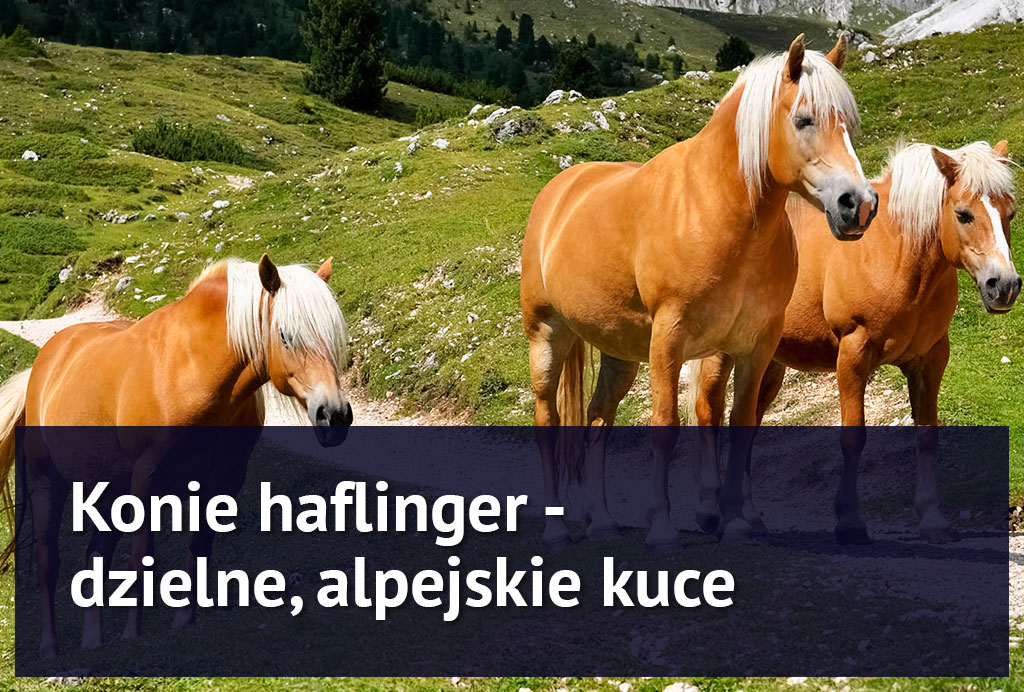 konie_haflingery