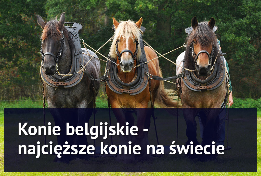 konie_belgijskie konie_belgijskie