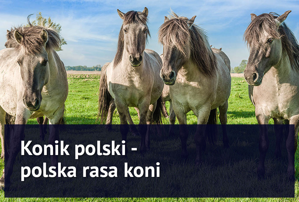 konik_polski konik_polski