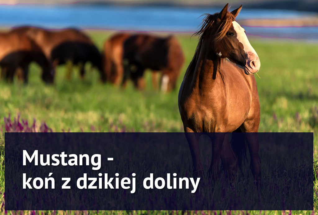 kon_rasy_mustang kon_rasy_mustang