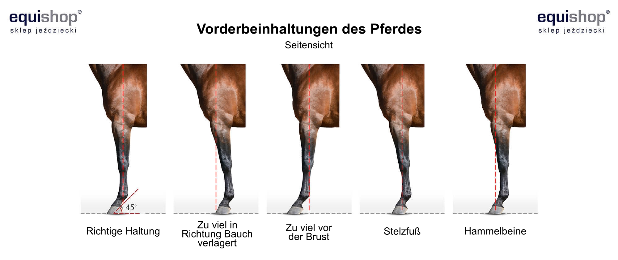 postawy-konczyn-przednich-konia-DE_1