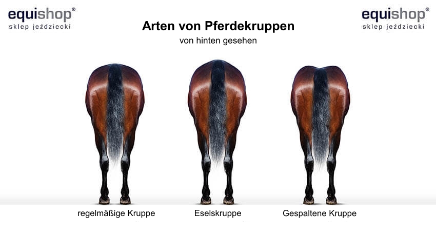 rodzaje-zadow-konia-widok-z-tylu-m-DE_1