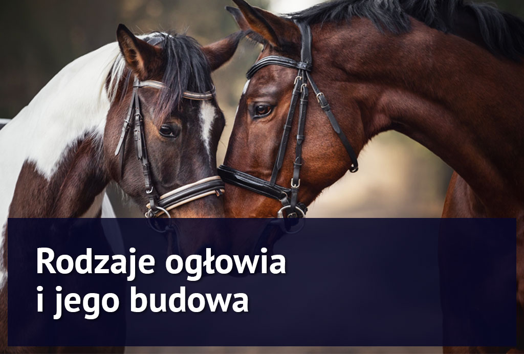 rodzaje_oglowia_dwa_konie