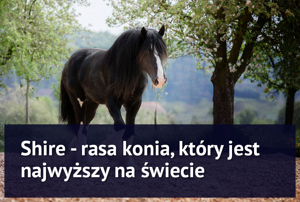 kon_rasy_shire kon_rasy_shire