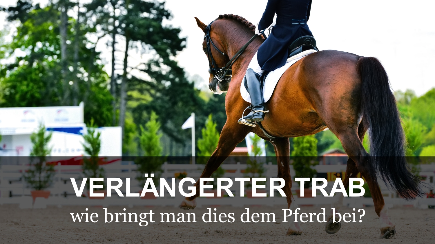 trening-konia-kłus-DE