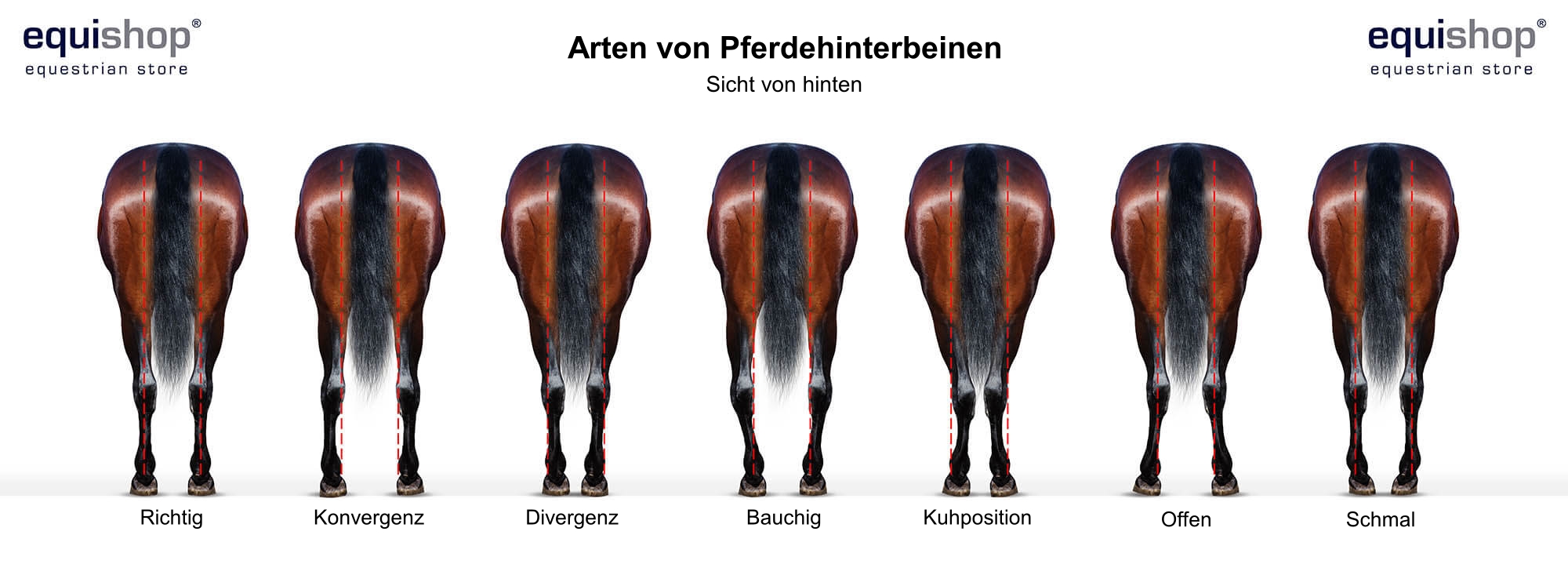 types-of-horse-back-legs-DE