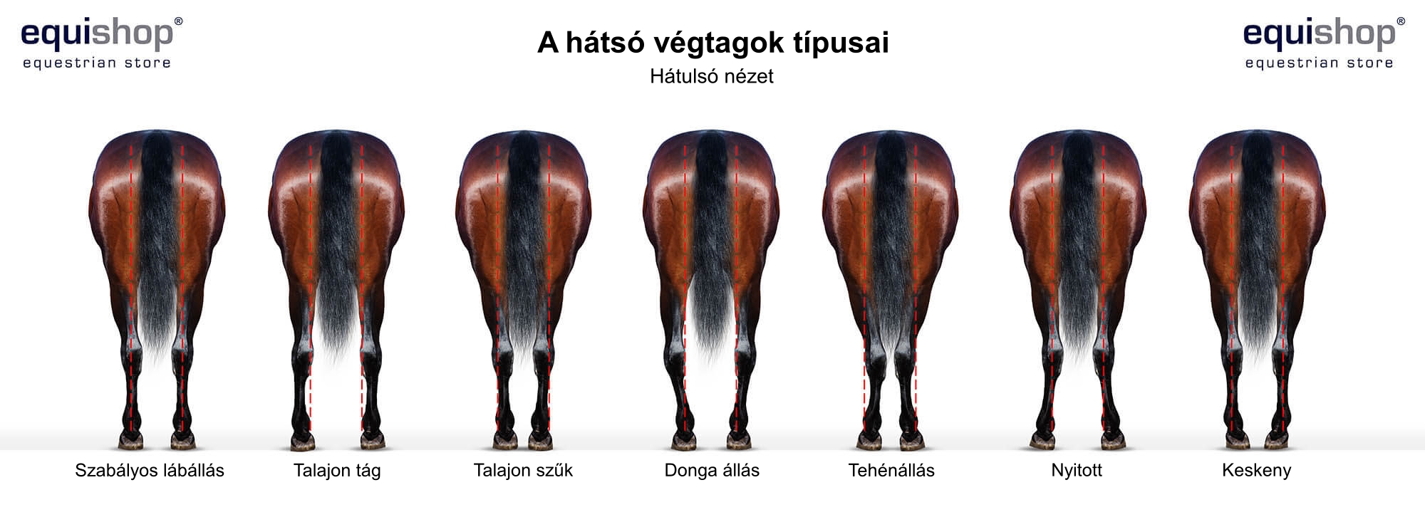 types-of-horse-back-legs-HU