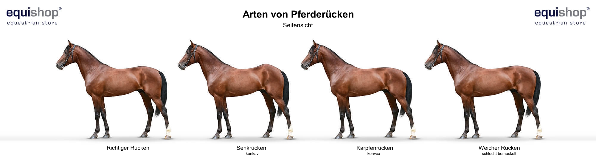 Körperbau und äussere also die anatomie eines Pferdes