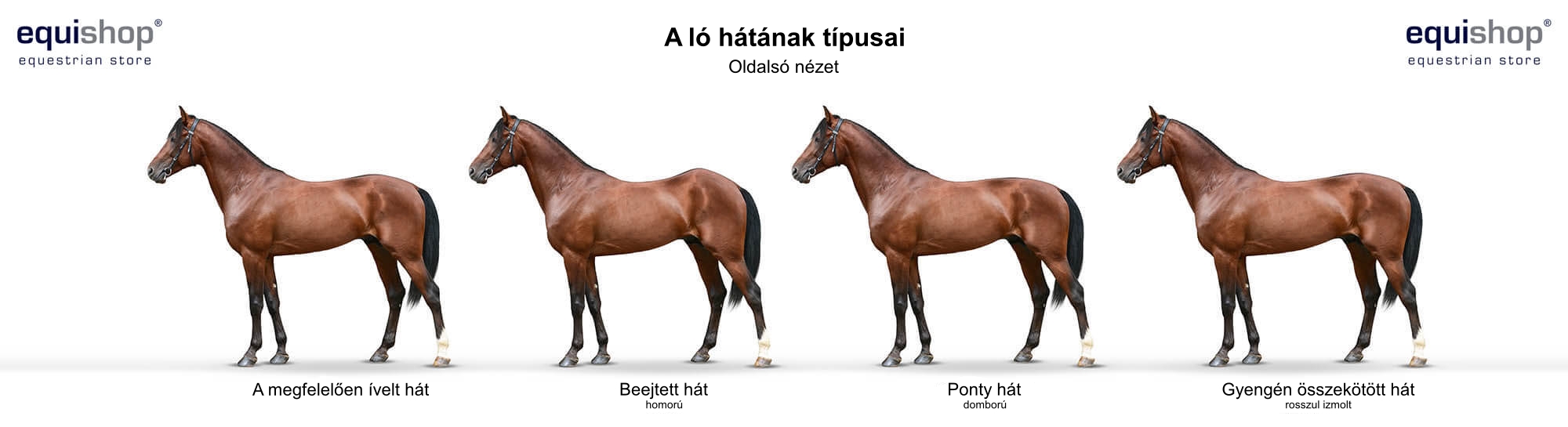 types-of-horse-backs-HU