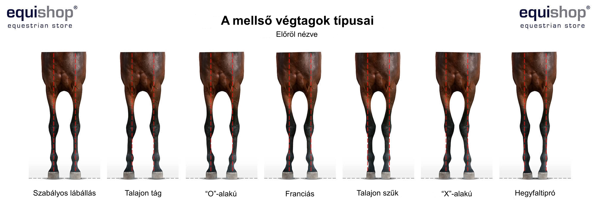 types-of-horse-front-legs-HU