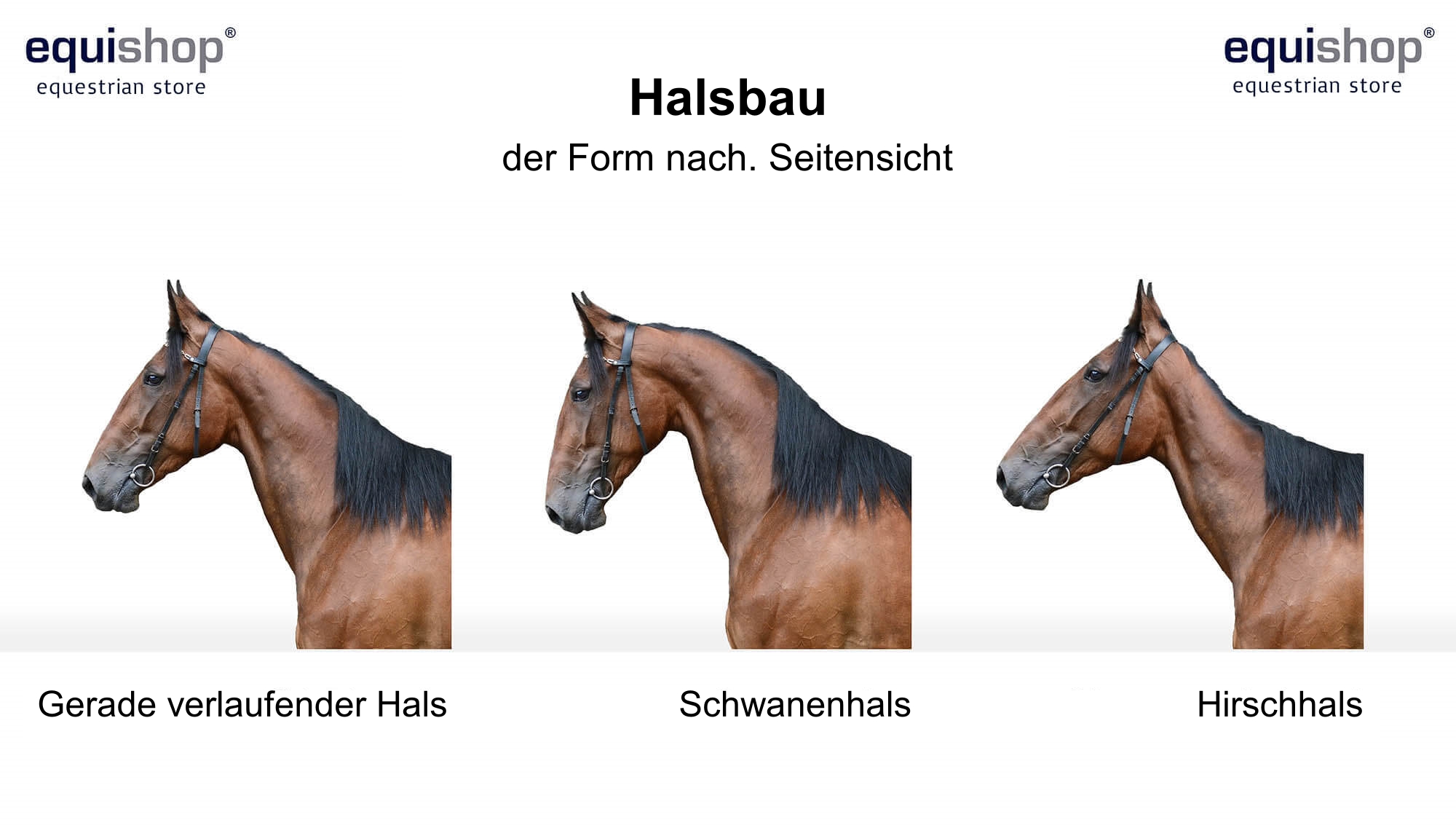 Körperbau und äussere also die anatomie eines Pferdes