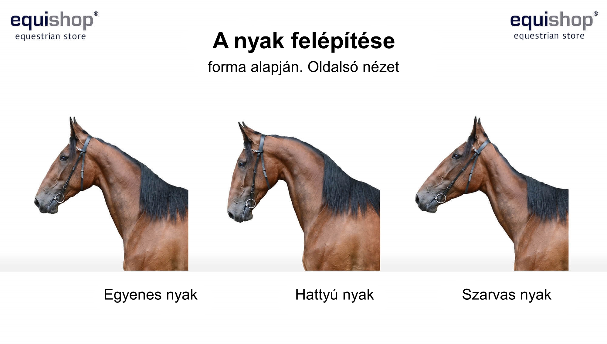 types_of_horse_neck-HU