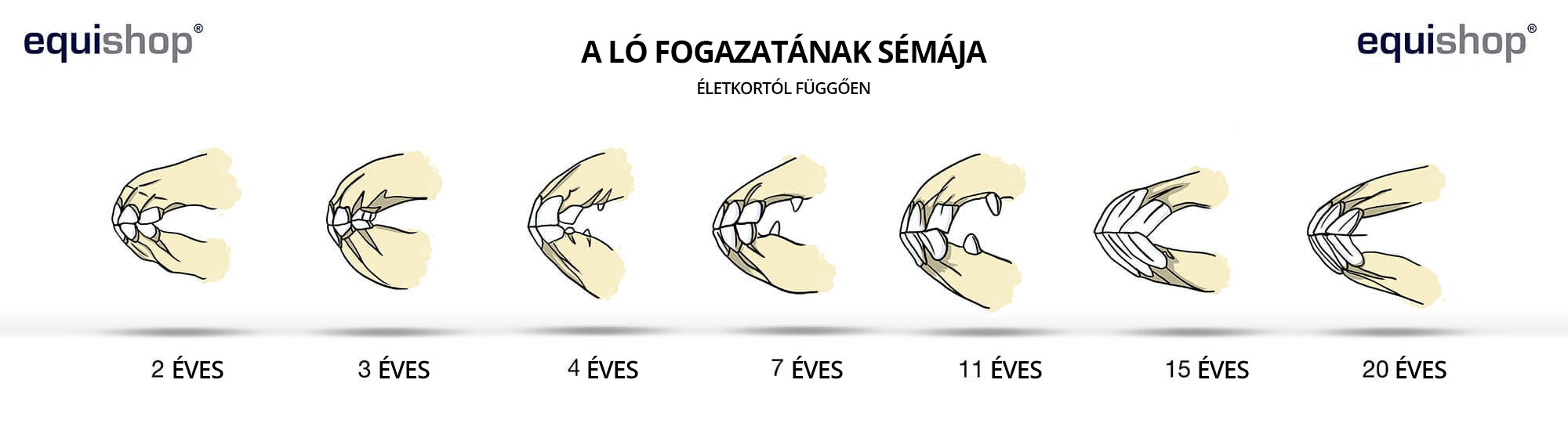 uzebienie-konia-wiek-HU