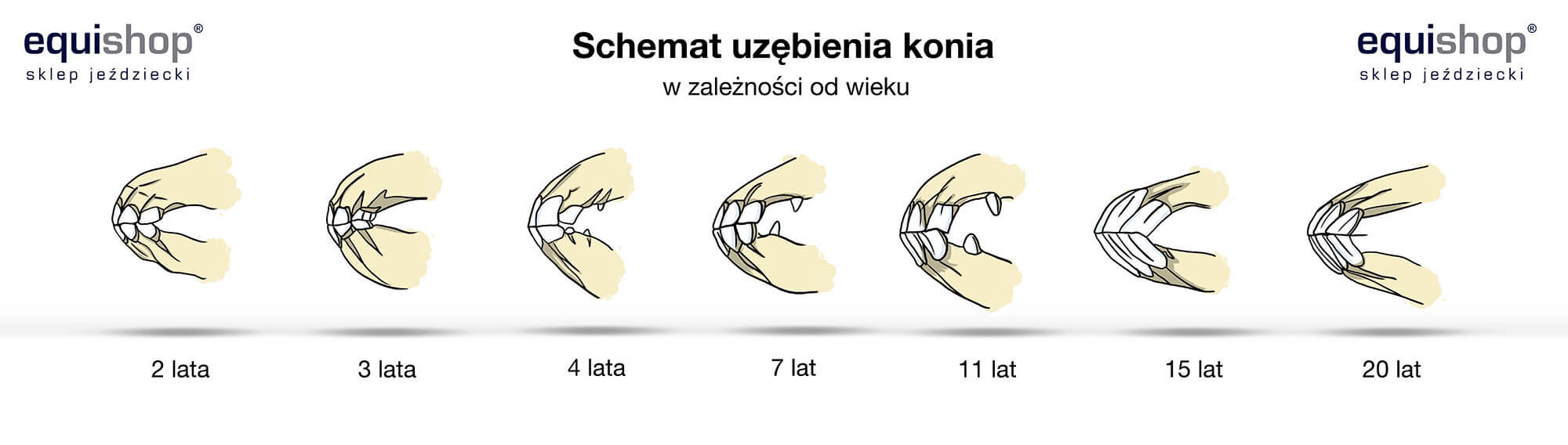 uzebienie-konia-wiek