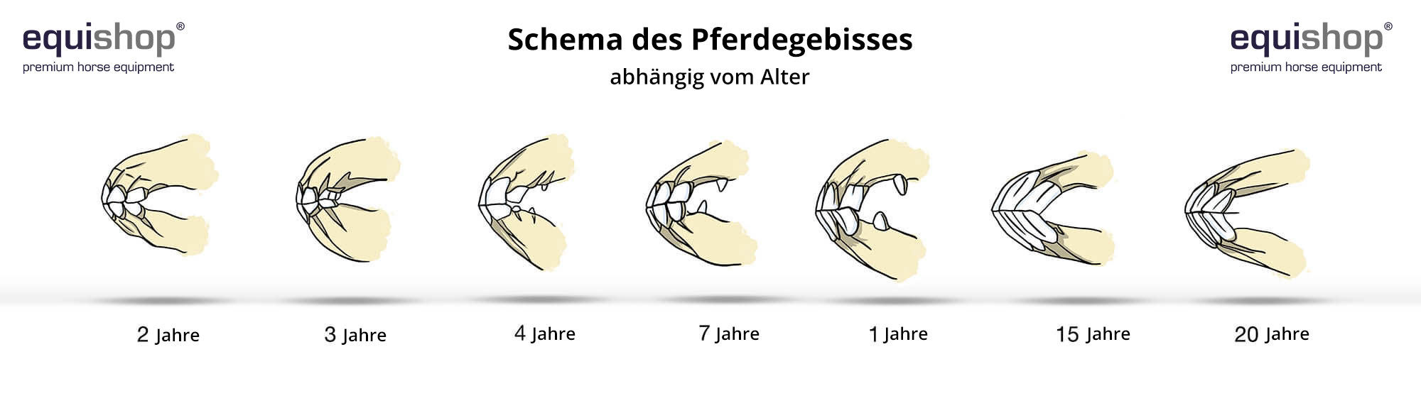 uzebienie-konia-wiekDE