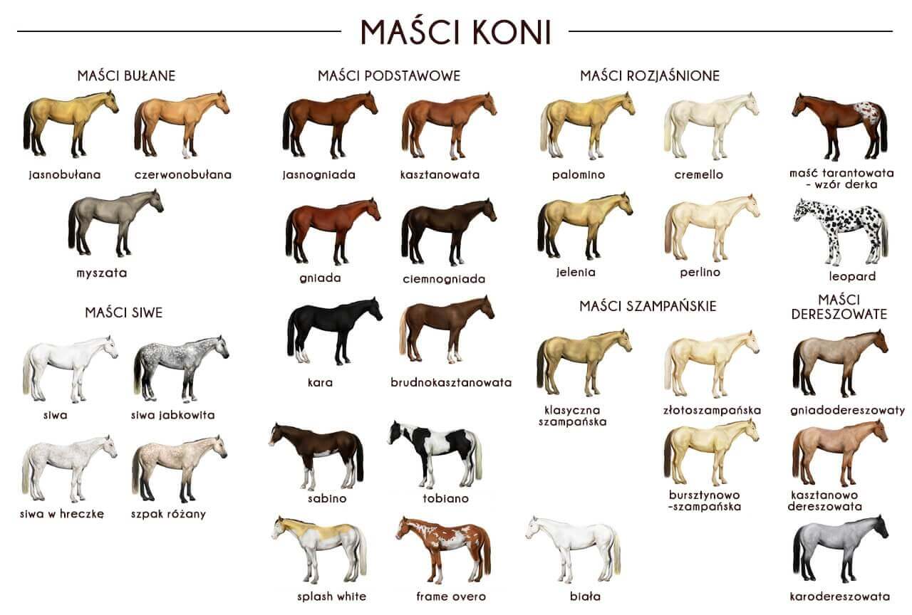 Maści koni