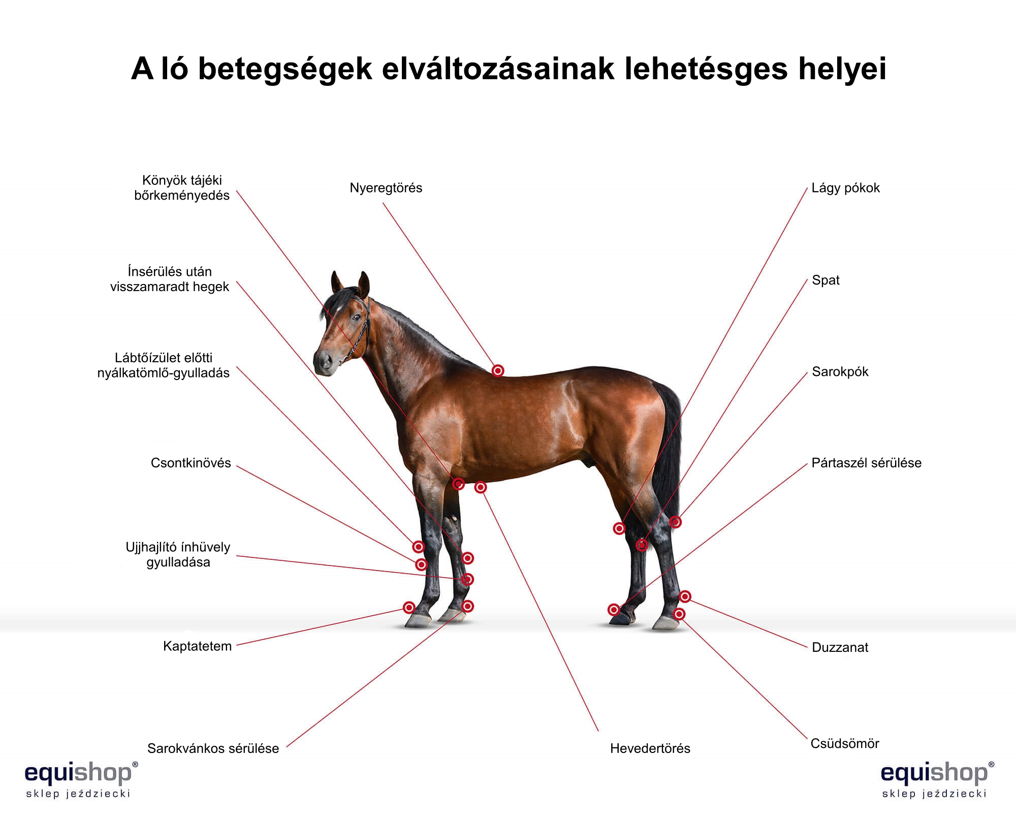 zmiany-chorobowe-konia-HU