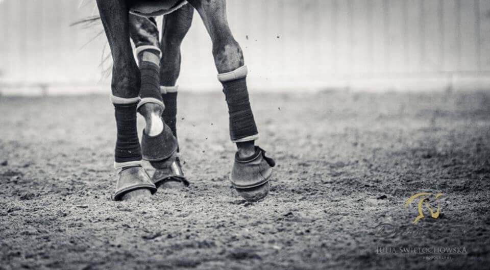 WHY DOES A HORSE STUMBLE? Equestrian Shop