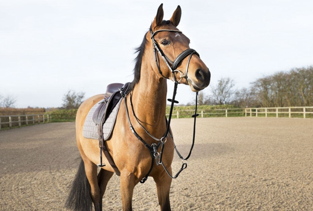 What is a martingale and what is it used for? Equestrian Shop
